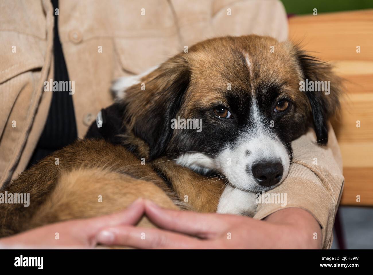 Il cane piccolo si trova con il proprietario del cane - primo piano cane di razza mista Foto Stock