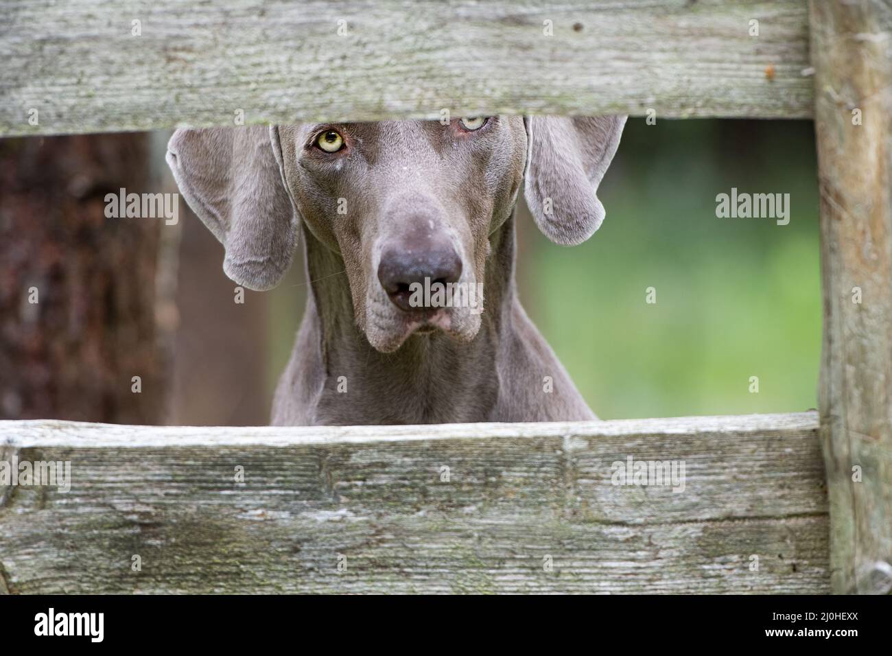 Wimaraner puntando-cane Foto Stock