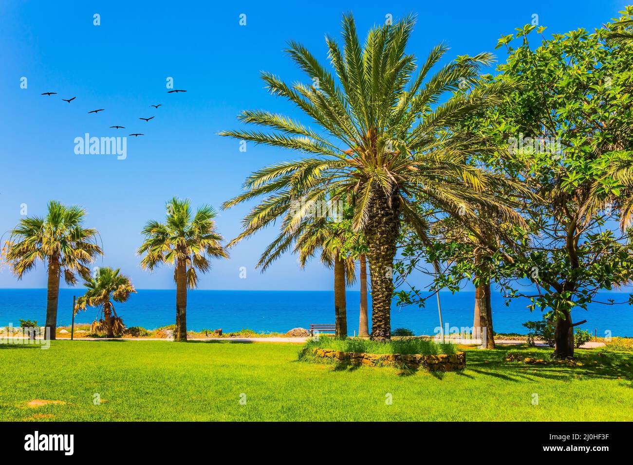 Isola nel Mediterraneo meridionale. Alte palme sottili e prati verdi ben curati. Gregge di uccelli migratori Foto Stock