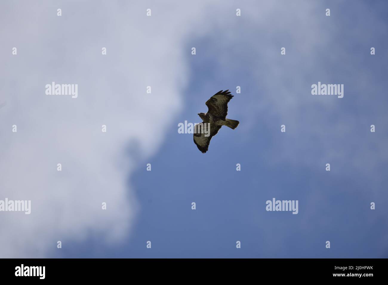 Primo piano immagine di un Buzzard comune (Buteo buteo) volo da destra a sinistra contro un cielo blu che si dirige verso la nuvola bianca in una giornata di sole in Galles in primavera Foto Stock Primo piano immagine di un Buzzard comune (Buteo buteo) volo da destra a sinistra contro un cielo blu che si dirige verso la nuvola bianca in una giornata di sole in Galles in primavera Foto Stock