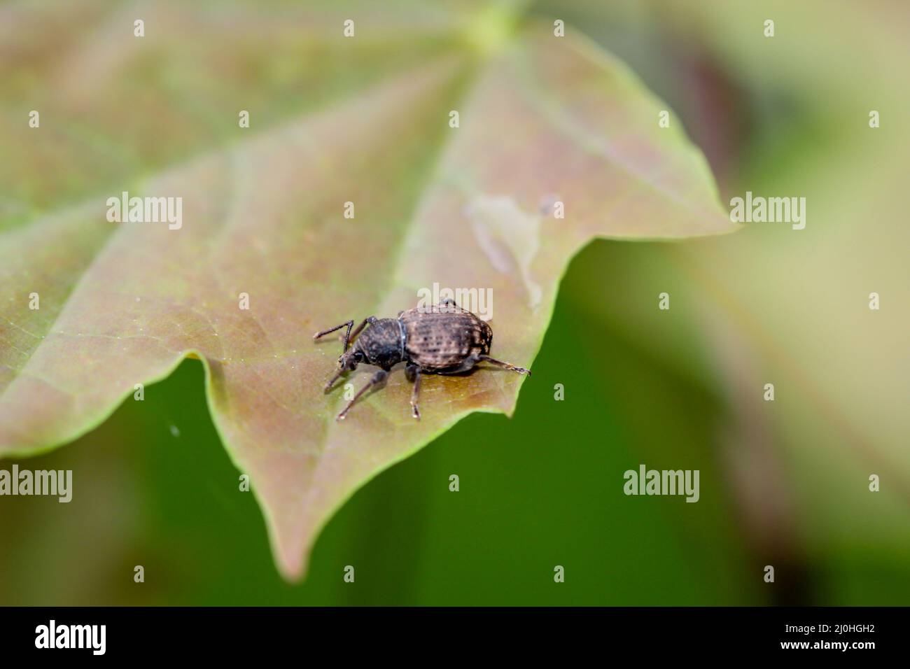 Primo piano di un dolce. I curculionidi appartengono ai coleotteri. Foto Stock