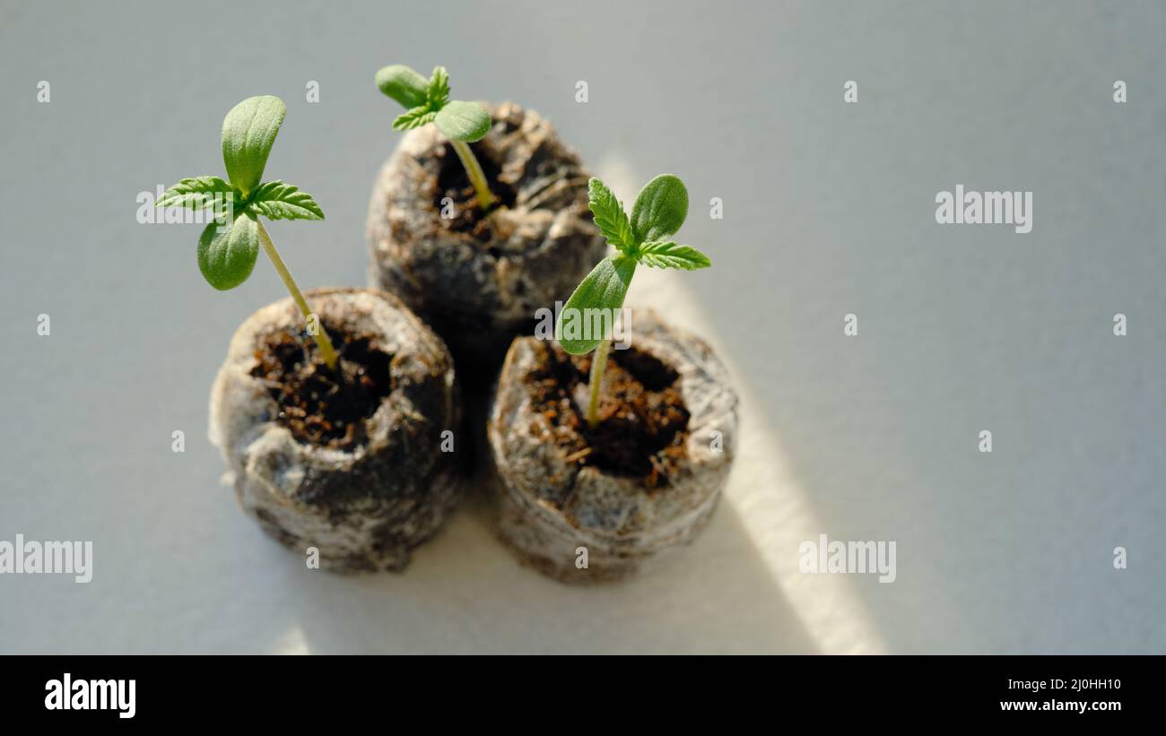 I germogli di cannabis si avvicinano. Piantina fresca di marijuana giovane. Pianta crescente su sfondo chiaro. Foto Stock