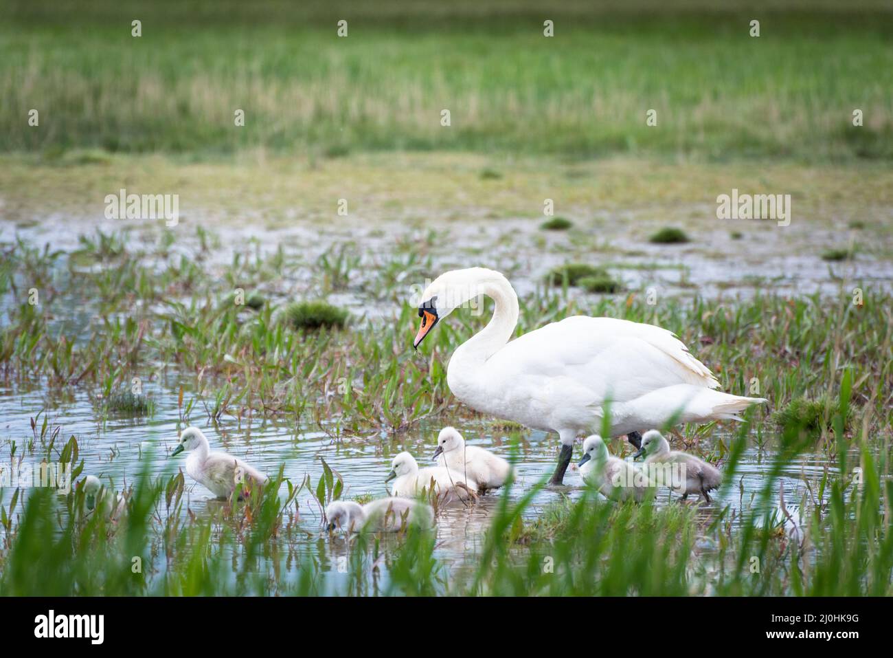Swan e i suoi giovani Foto Stock