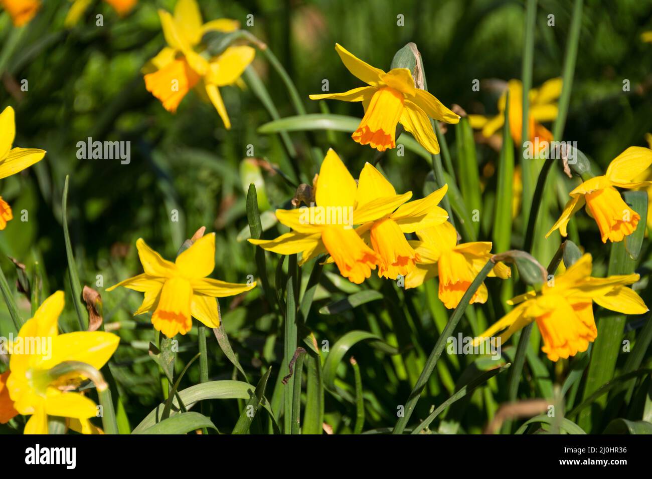Golden Yellow Spring daffodils, Londra, Inghilterra, Regno Unito Foto Stock