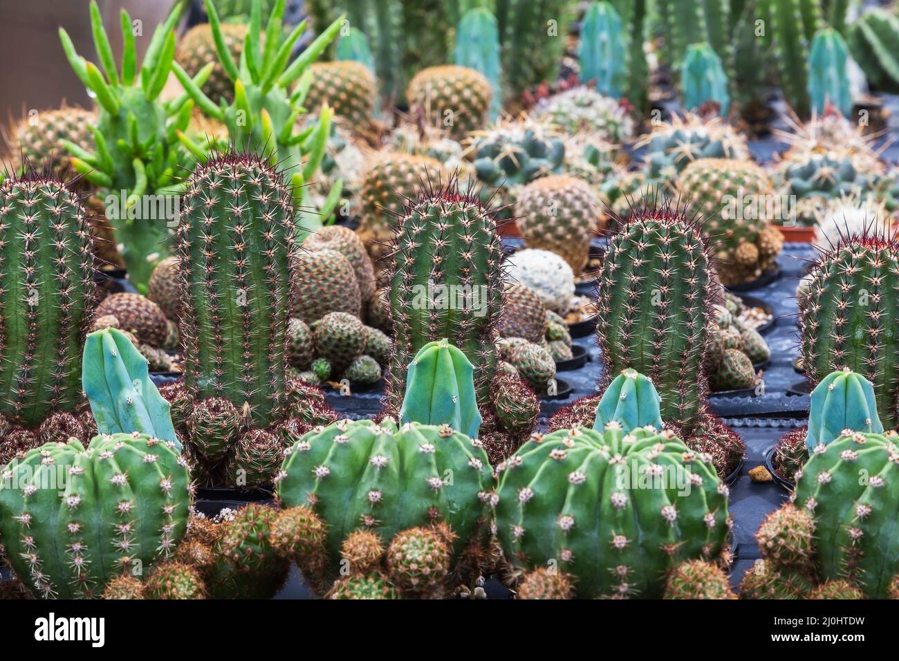 Cactus misti che crescono in contenitori all'interno di serra commerciale. Foto Stock Cactus misti che crescono in contenitori all'interno di serra commerciale. Foto Stock
