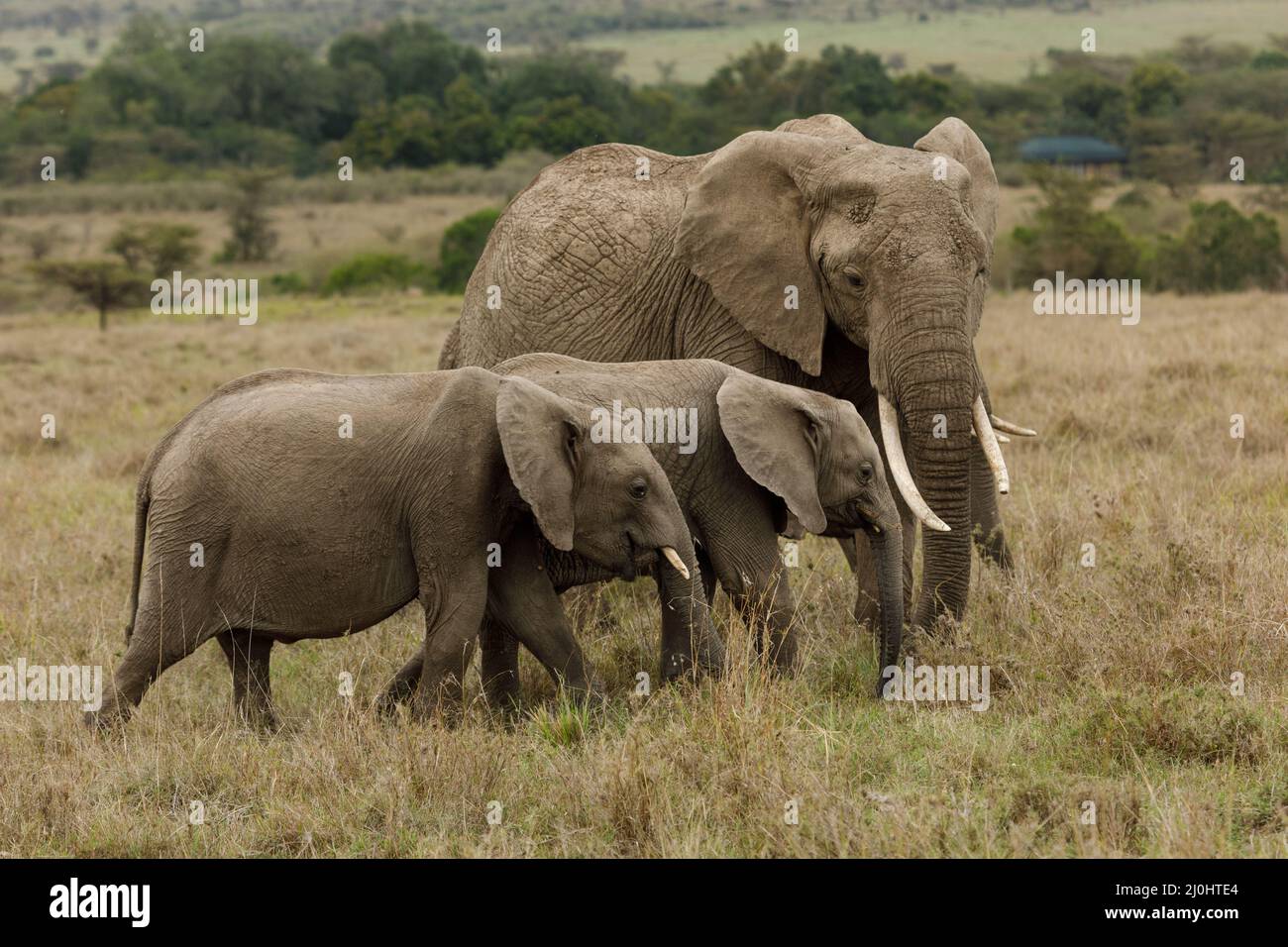tre elefanti sulla savana Foto Stock