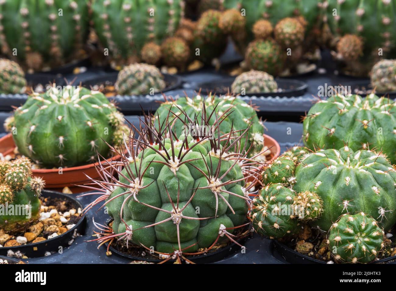 Gymnocalycium - Cactus che cresce in contenitori all'interno di serra commerciale. Foto Stock Gymnocalycium - Cactus che cresce in contenitori all'interno di serra commerciale. Foto Stock