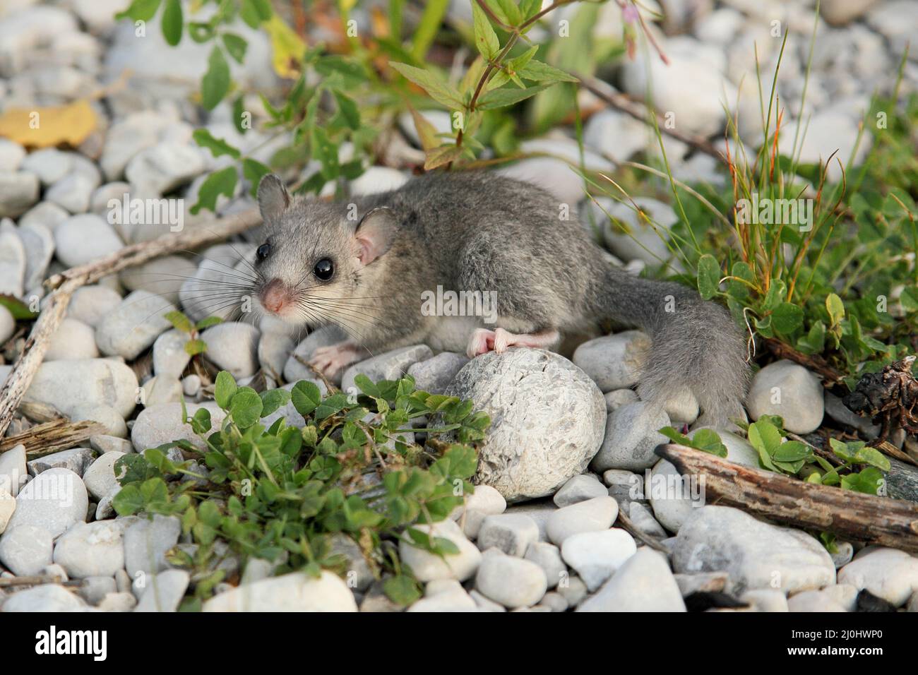 Ghiro grasso in natura Foto Stock