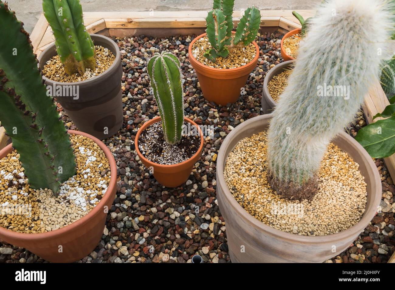 Cactus misti tra cui Euphorbia eritrea "Chocolate Drop" che cresce in contenitori in legno rialzato con ciottoli. Foto Stock