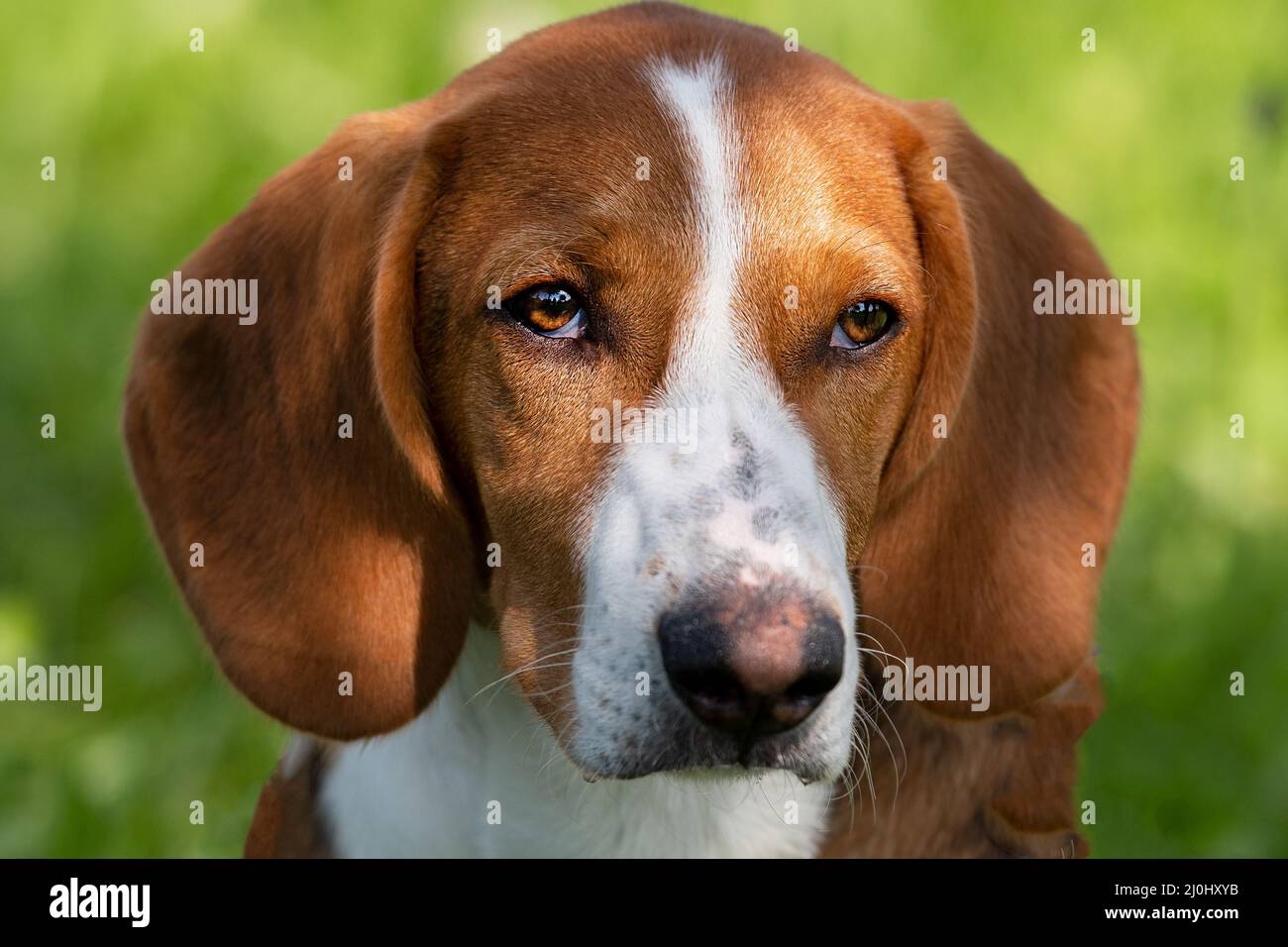 Cani da caccia viso Foto Stock