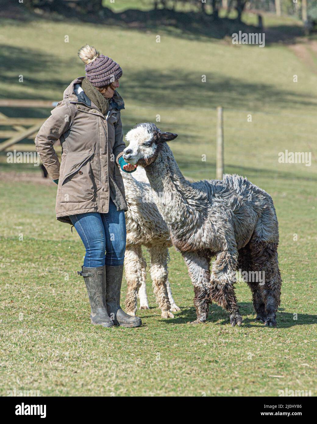 alpaca e il loro proprietario in un campo Foto Stock