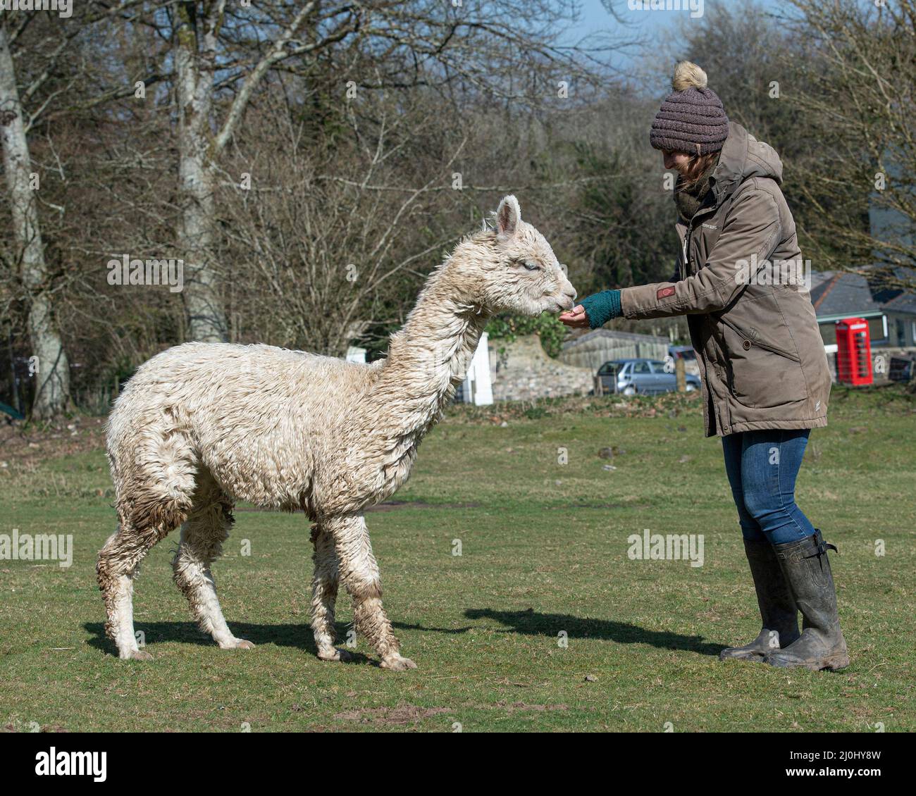 alpaca essendo alimentato dal proprietario in un campo Foto Stock