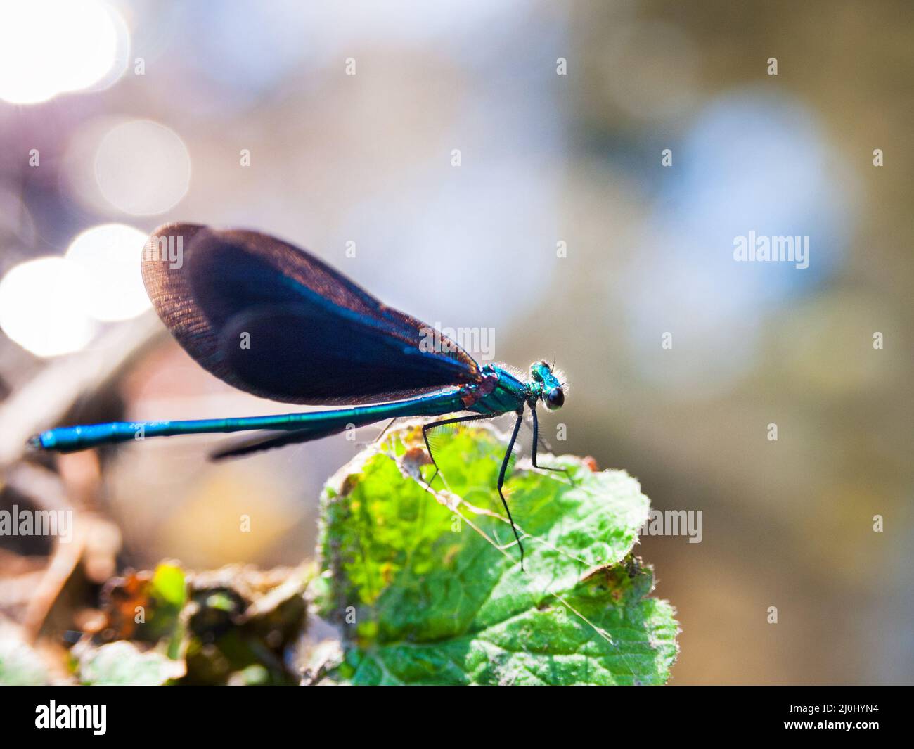 Damigella blu su un fiume Foto Stock