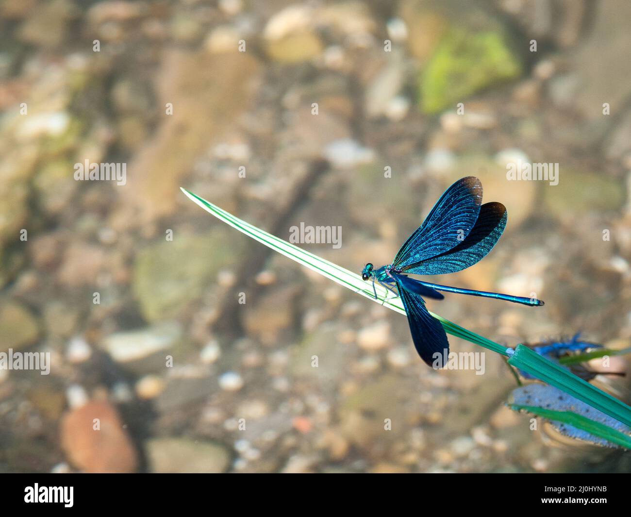 Damigella blu su un fiume Foto Stock