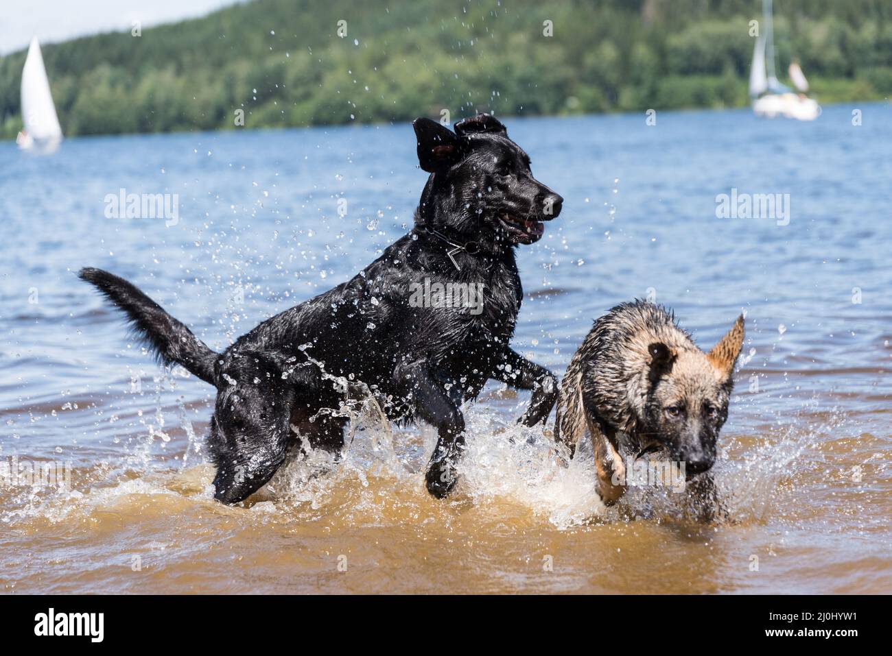 I cani giocano nel lago - divertimento in acqua Foto Stock