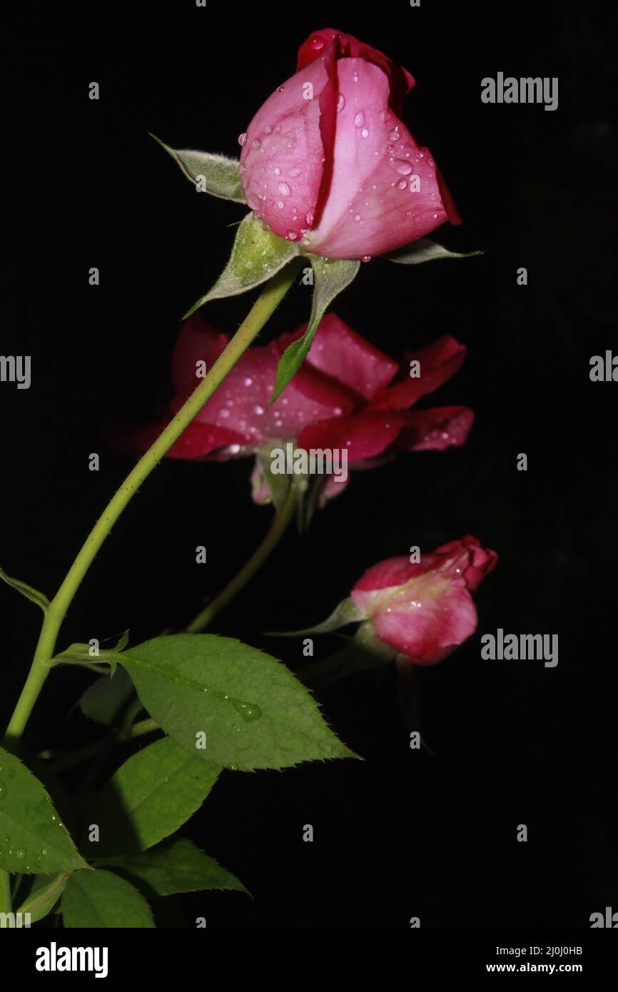 Fiore rosa su sfondo nero pulito. Foto Stock