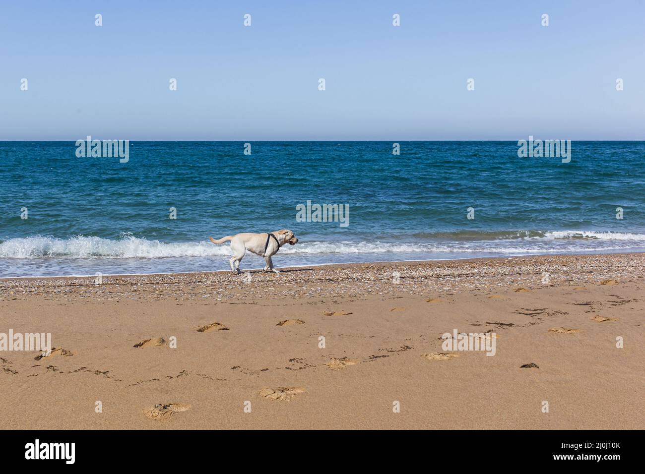 Cane Labrador bianco che frollato sulla spiaggia vicino al mare Foto Stock