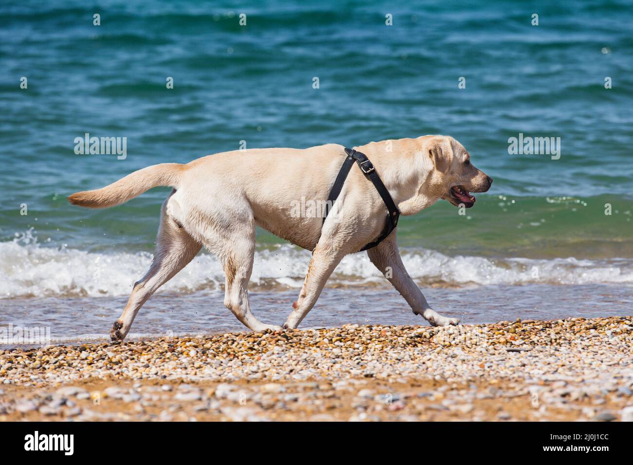 Un Labrador bianco cammina lungo la spiaggia sullo sfondo del mare blu Foto Stock