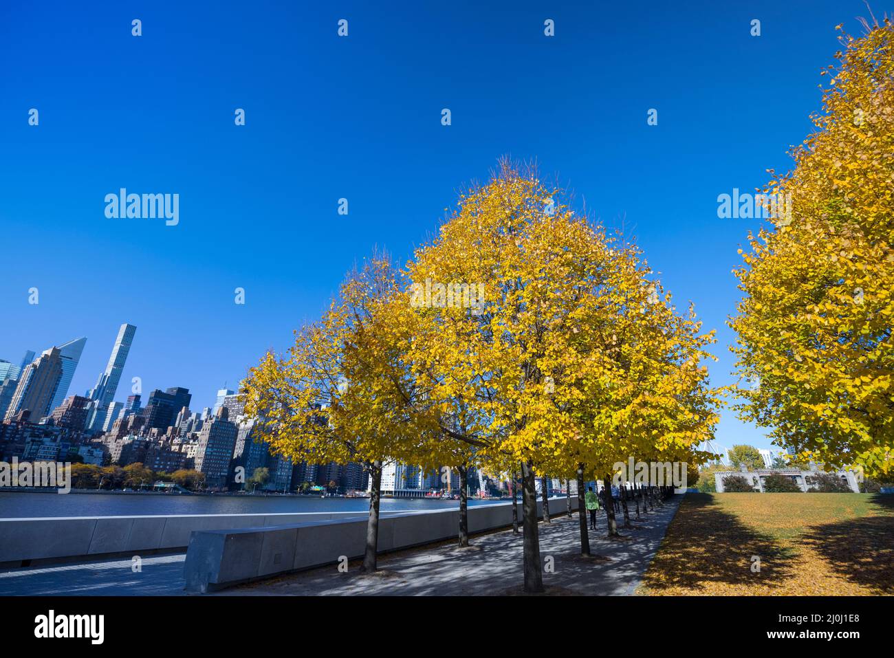La luce solare autunnale illumina le file di alberi di colore delle foglie autunnali in Franklin D. Roosevelt Four Freedoms Park a Roosevelt Island. Midtown Manhattan s. Foto Stock
