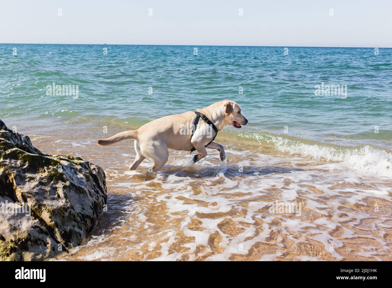 Naughty Labrador gioca in acqua sul mare Foto Stock