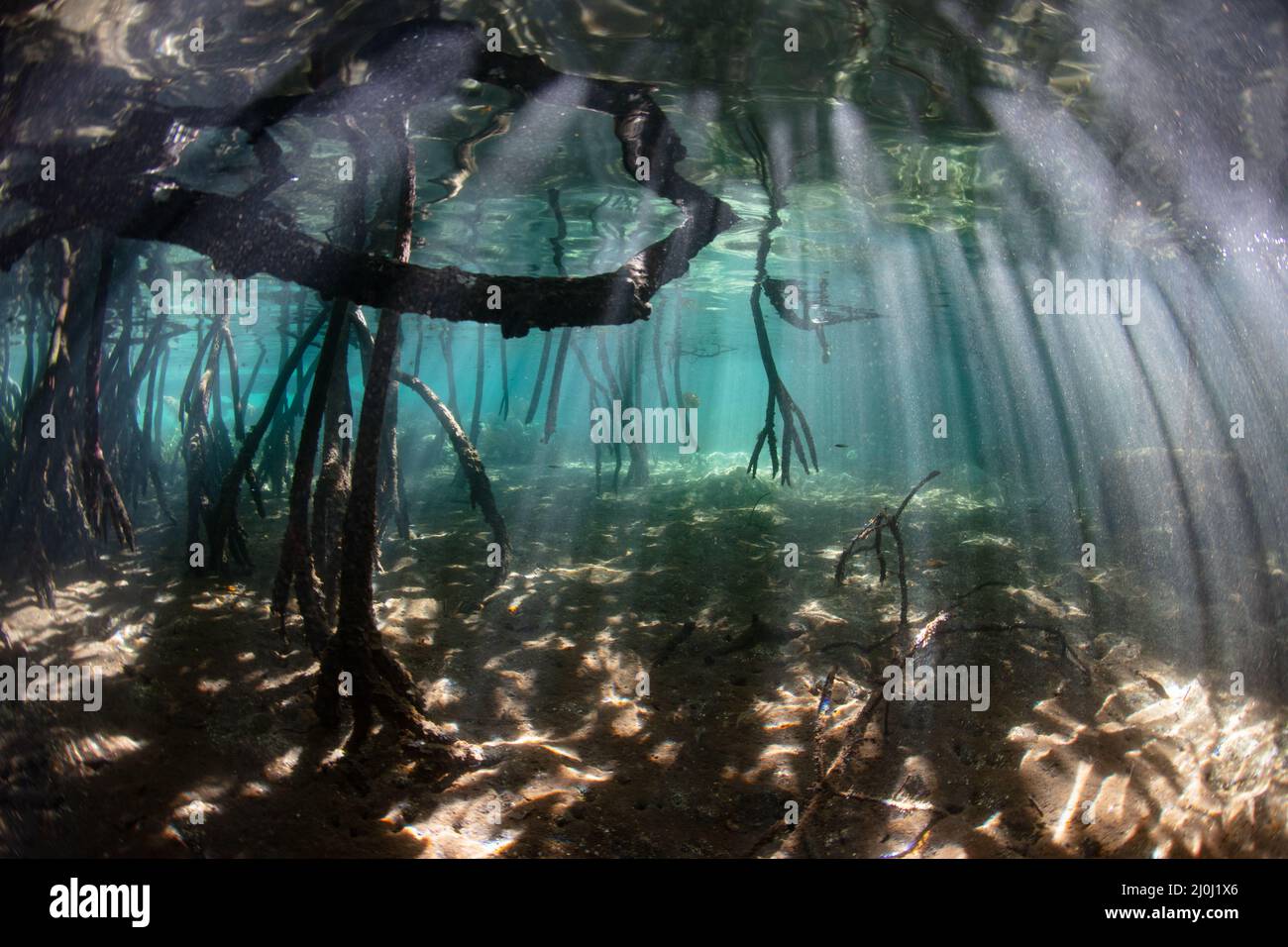La luce del sole pierce il baldacchino di una foresta di mangrovie in Raja Ampat, Indonesia. Mangrovie servono come vivai vitali per molte specie di creature della barriera corallina. Foto Stock