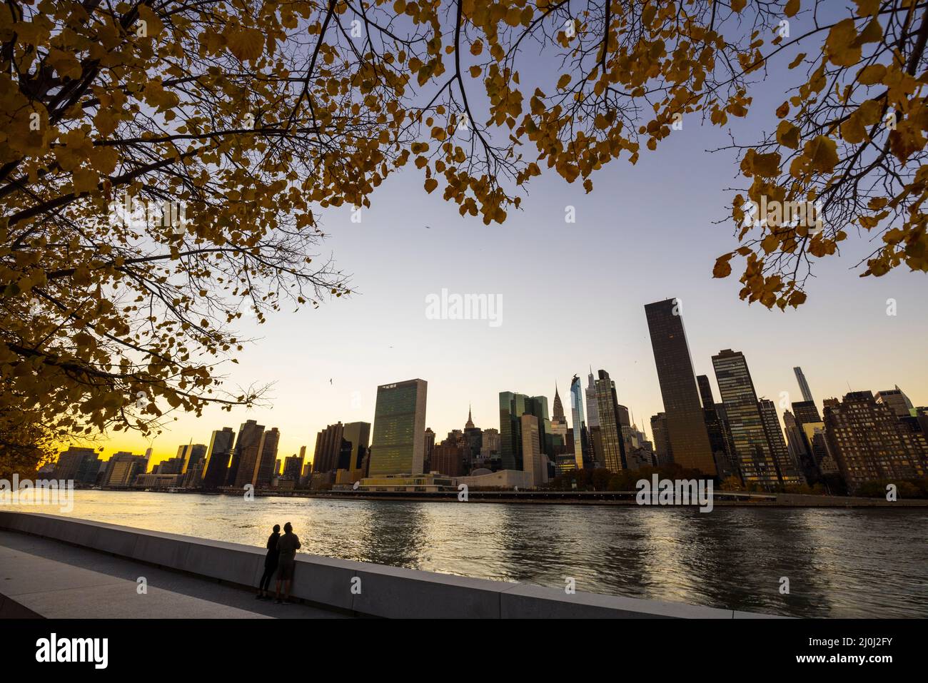 Sunset Glow avvolge il grattacielo Midtown Manhattan oltre l'East River dietro l'albero autunnale a Franklin D. Roosevelt Four Freedoms Park a Roo Foto Stock