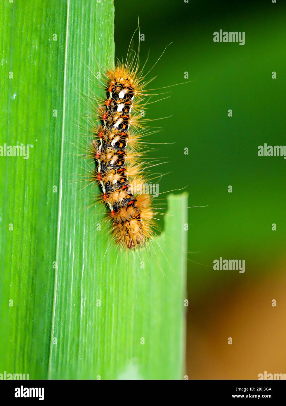Un primo piano di un bruco d'oro su una foglia del giglio d'acqua. Foto Stock