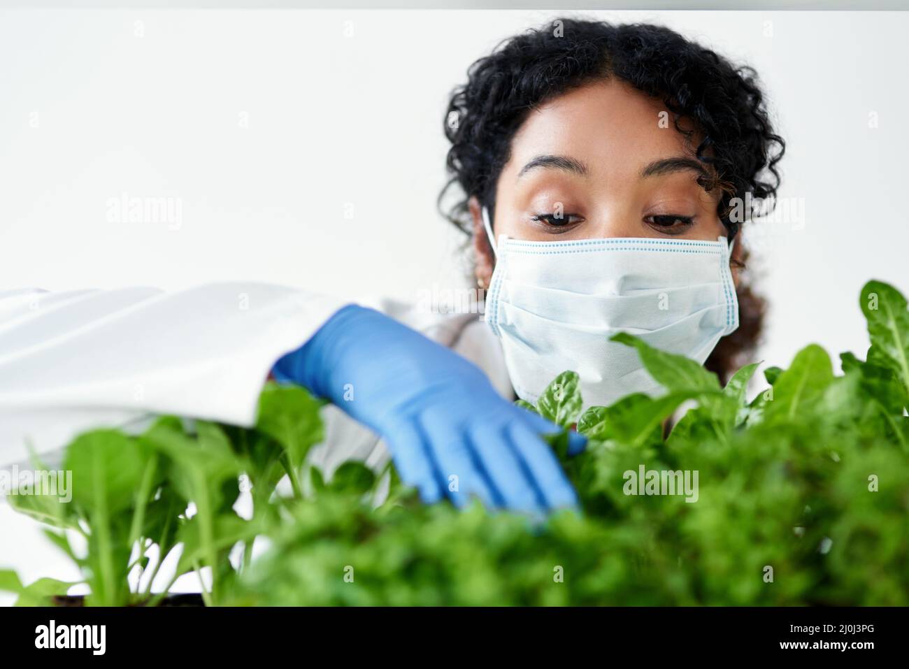 Studio piante nel mio laboratorio e nei loro ambienti naturali. Scatto corto di una scienziata femminile che sperimenta con piante. Foto Stock