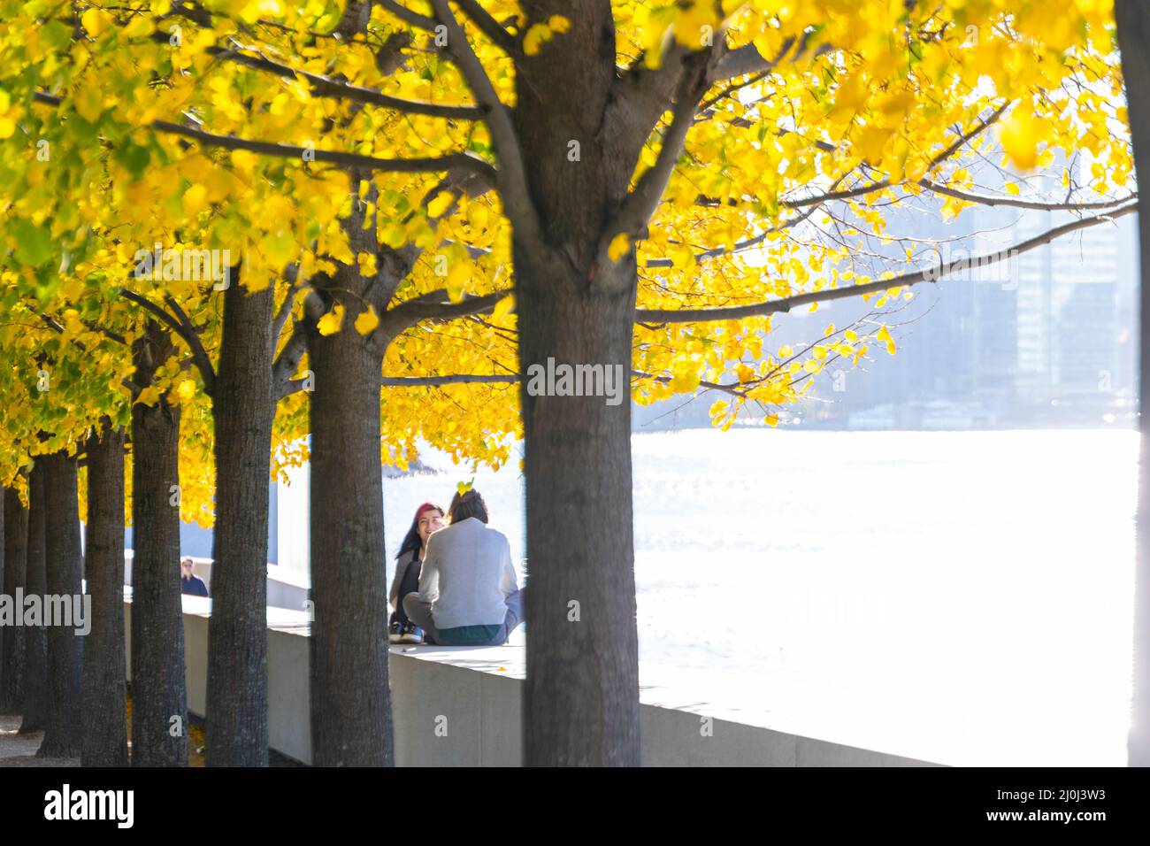 Autunno foglie di colore alberi brillare a Roosevelt Island NYC. Foto Stock