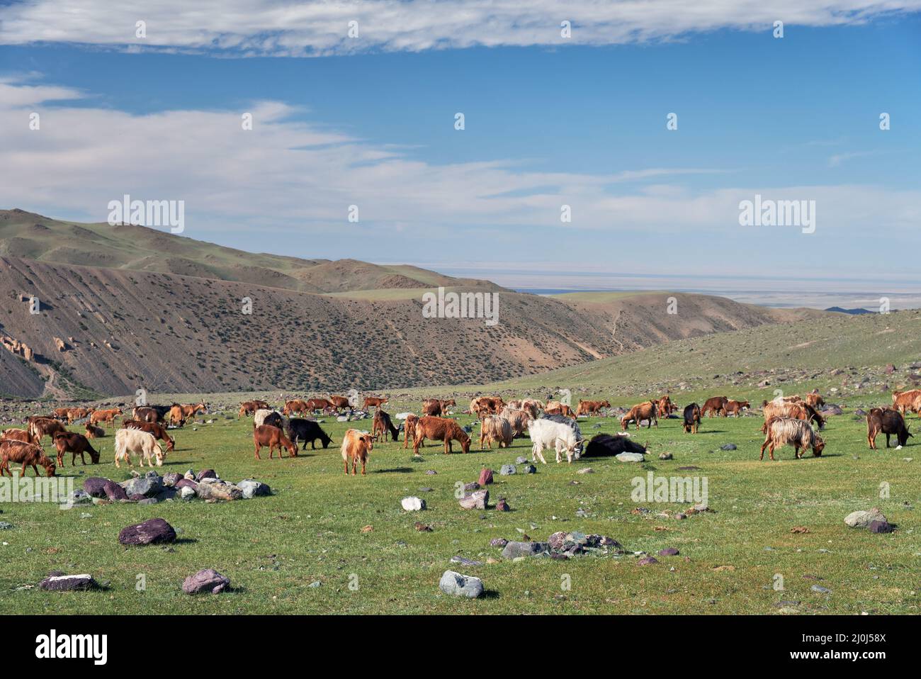 Le capre si pascolo sulle steppe di montagna nel confine naturale di montagna Tsagduult in Mongolia Foto Stock