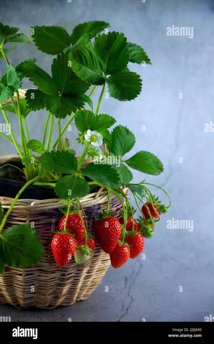 Coltivare le fragole a casa in un cestino. Un cespuglio di fragole con foglie. Bacche rosse. Raccolto di fragole. Cibo ancora vita. Sfondo rosso bacche Foto Stock