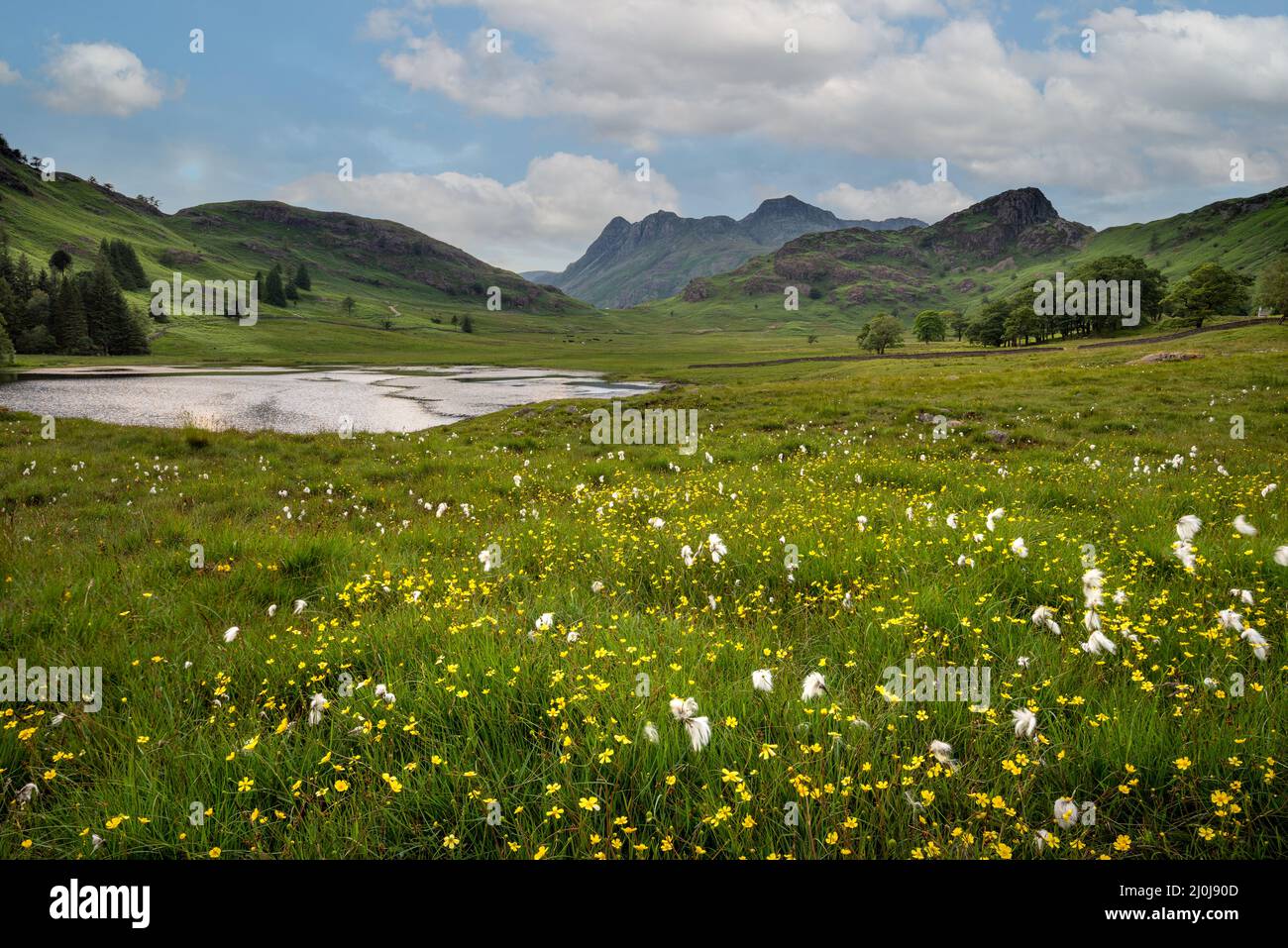 Fiori di campo sparsi in verde paesaggio aperto con vista sulle montagne Cumbrian sullo sfondo. Bella estate diurna sfondo con blu Foto Stock