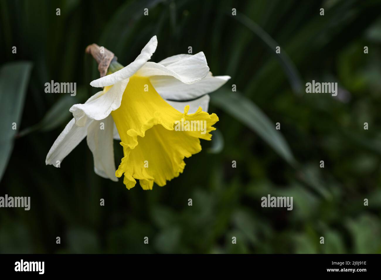 Follie di ghiaccio naffodils in fiore in primavera, Regno Unito Foto Stock