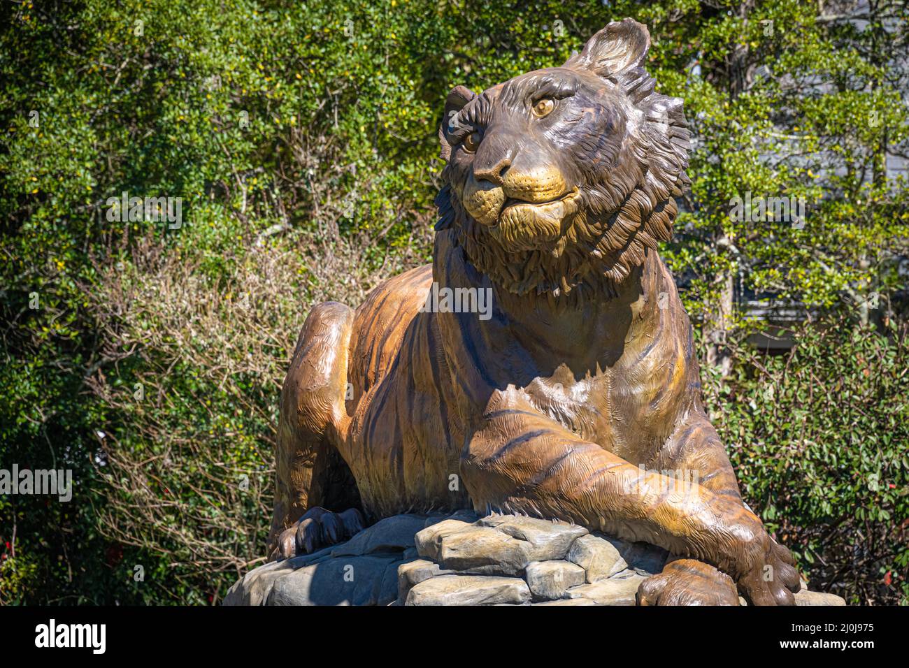 Statua di una tigre d'oro, la mascotte dell'Università del Brenau, lungo Green Street a Gainesville, Georgia. (USA) Foto Stock