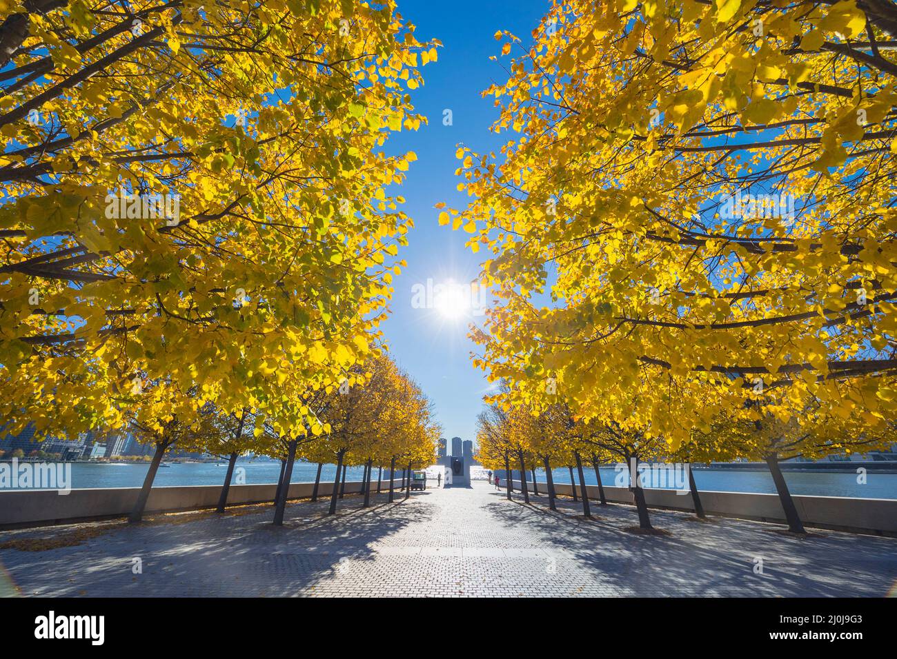 La luce solare autunnale illumina le file di alberi di colore delle foglie autunnali in Franklin D. Roosevelt Four Freedoms Park a Roosevelt Island sul fiume East ON Foto Stock