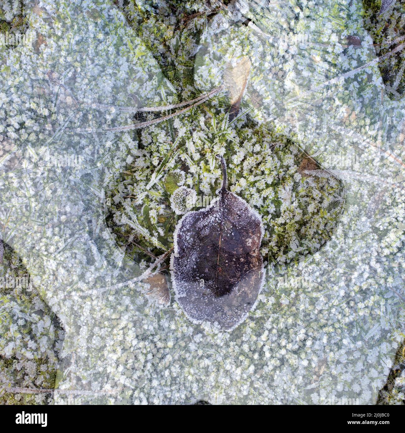 Foto fantasia naturale con parti di piante coperte di hoarfrost e una foglia in inverno, Germania Foto Stock