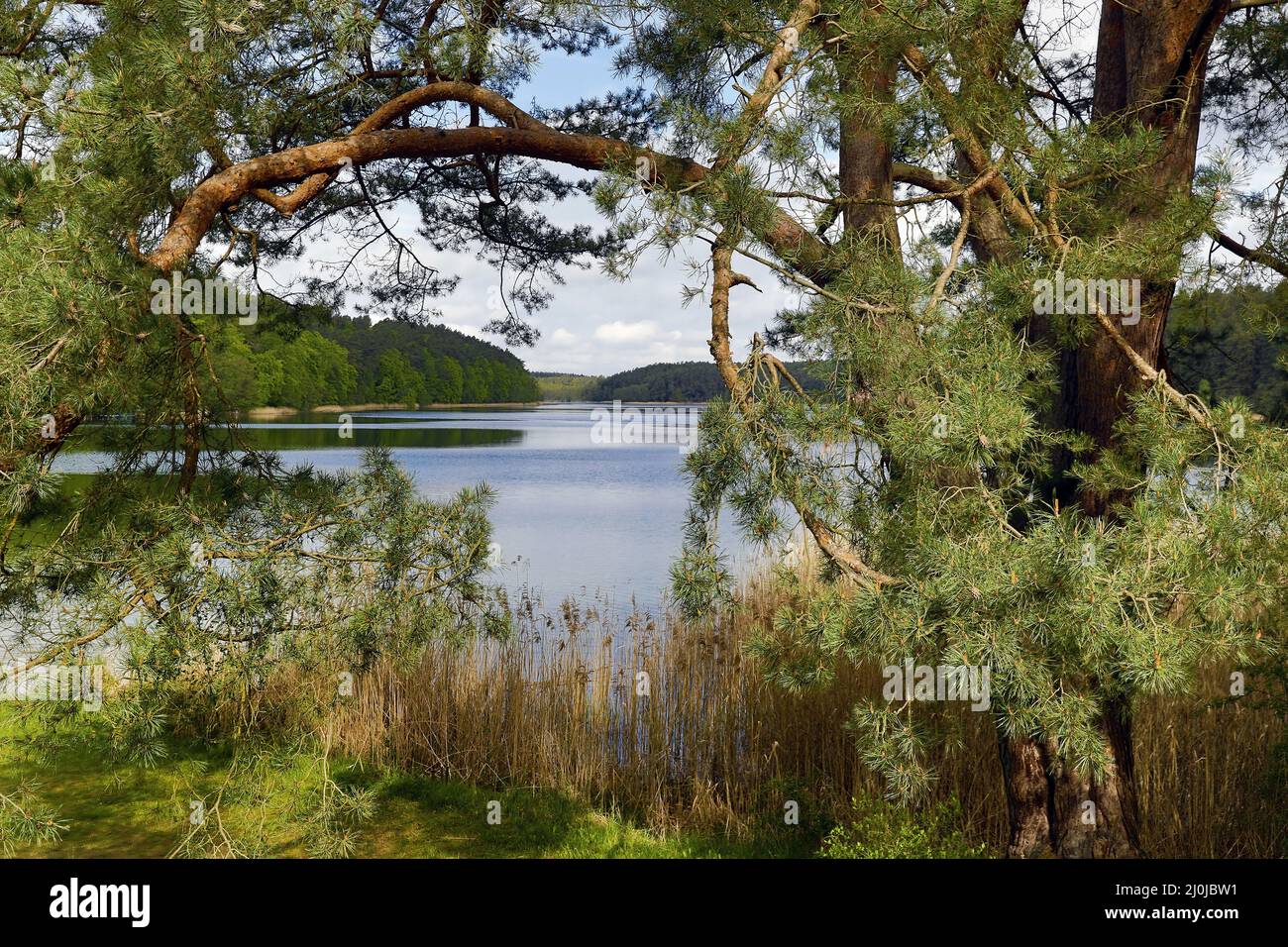 Roofensee, riserva naturale di Stechlin, Menz, distretto di Oberhavel, Brandeburgo, Germania, Europa Foto Stock