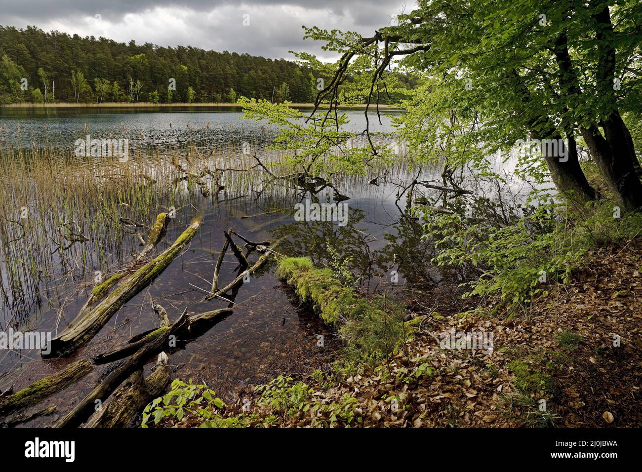 Roofensee, riserva naturale di Stechlin, Menz, distretto di Oberhavel, Brandeburgo, Germania, Europa Foto Stock