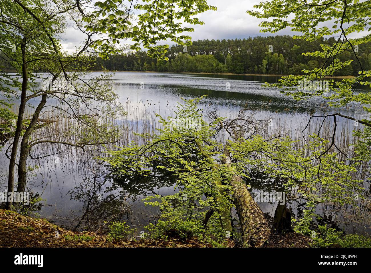 Roofensee, riserva naturale di Stechlin, Menz, distretto di Oberhavel, Brandeburgo, Germania, Europa Foto Stock