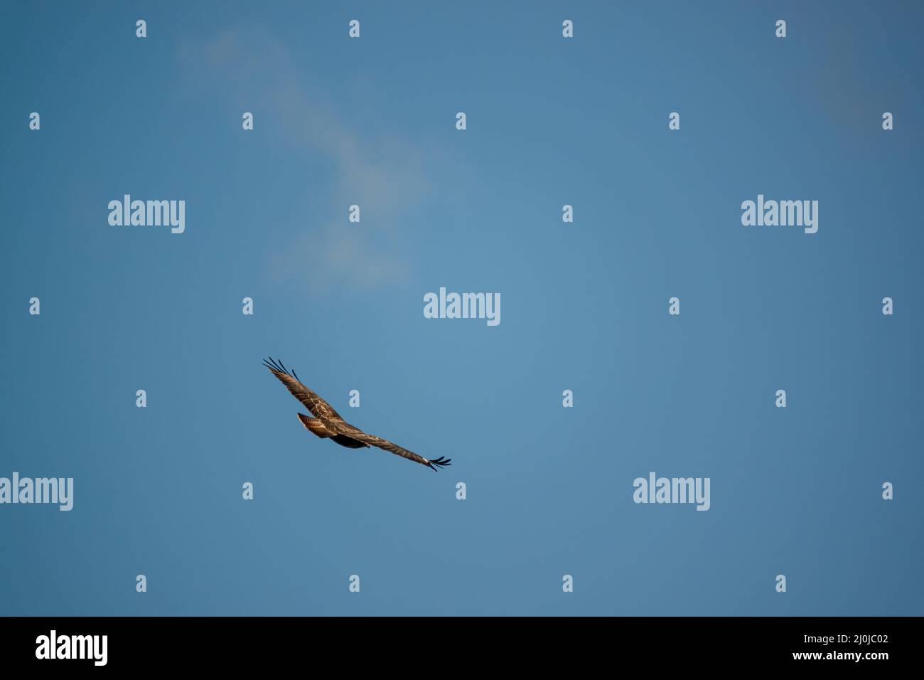 Una poiana (Buteo buteo) in volo Foto Stock