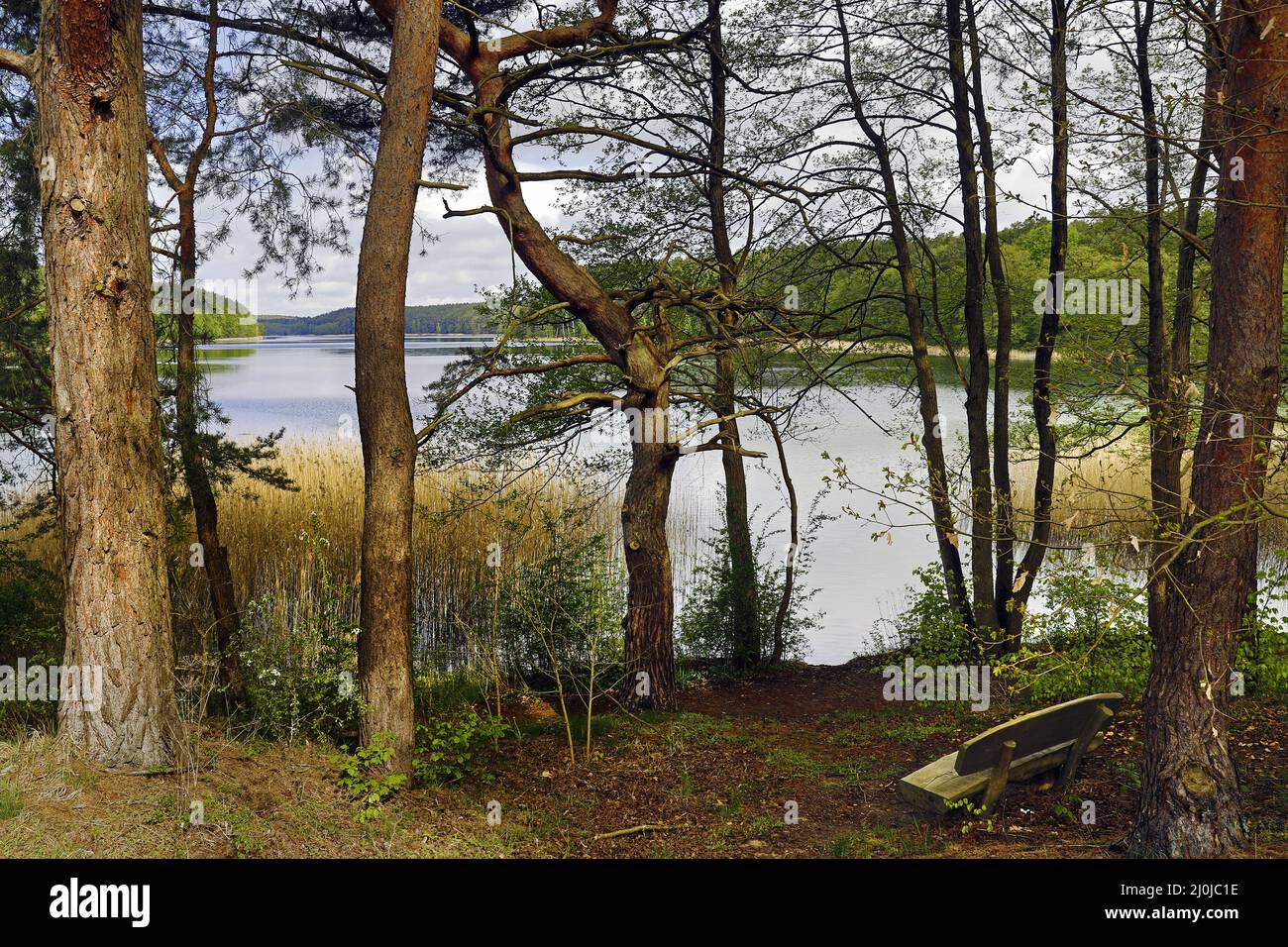 Roofensee, riserva naturale di Stechlin, Menz, distretto di Oberhavel, Brandeburgo, Germania, Europa Foto Stock