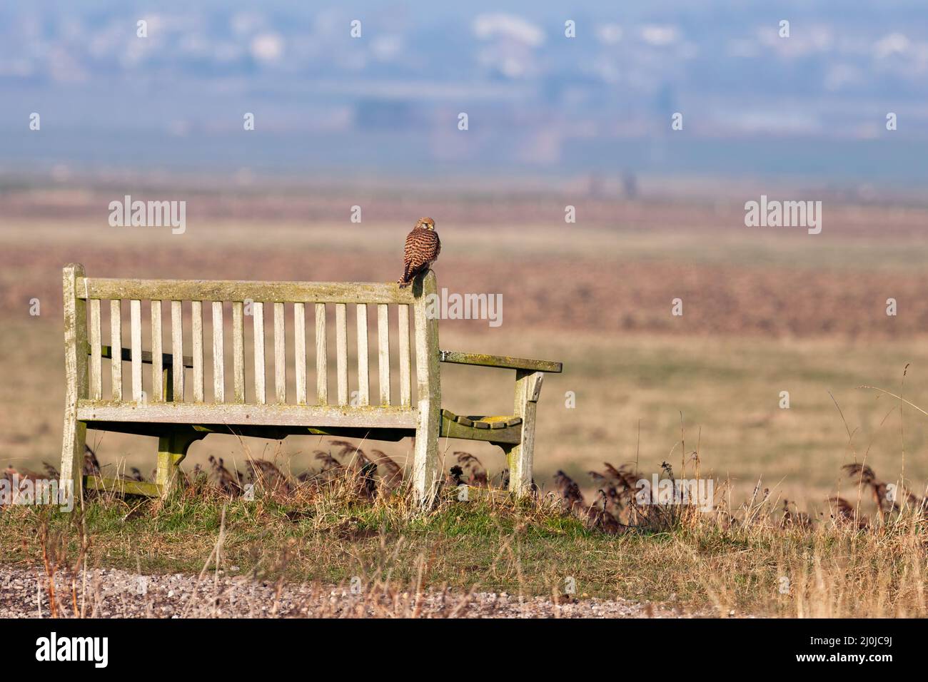 Il Gheppio seduta su una panchina godendo la sera la luce solare Foto Stock
