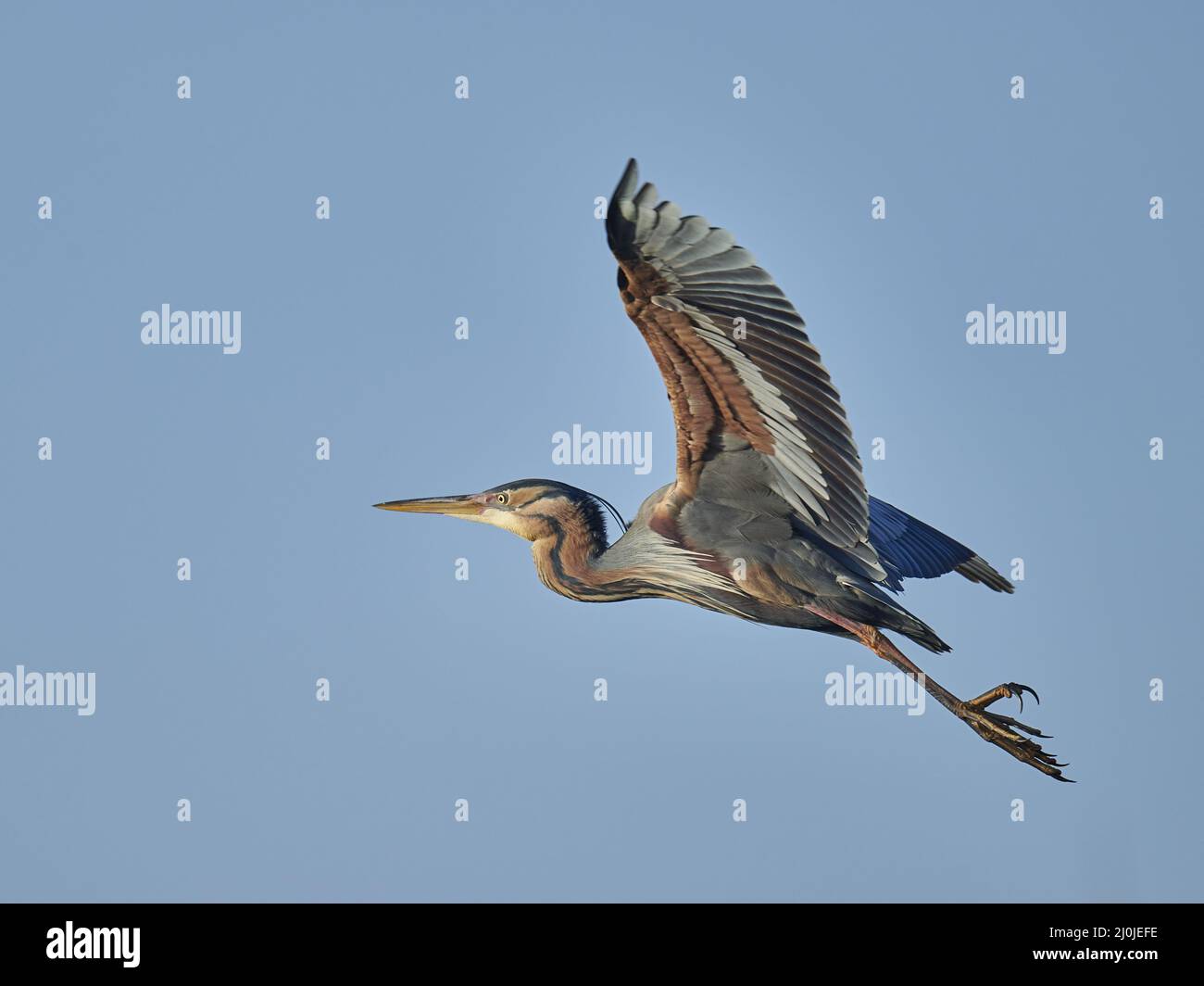 Airone rosso Foto Stock