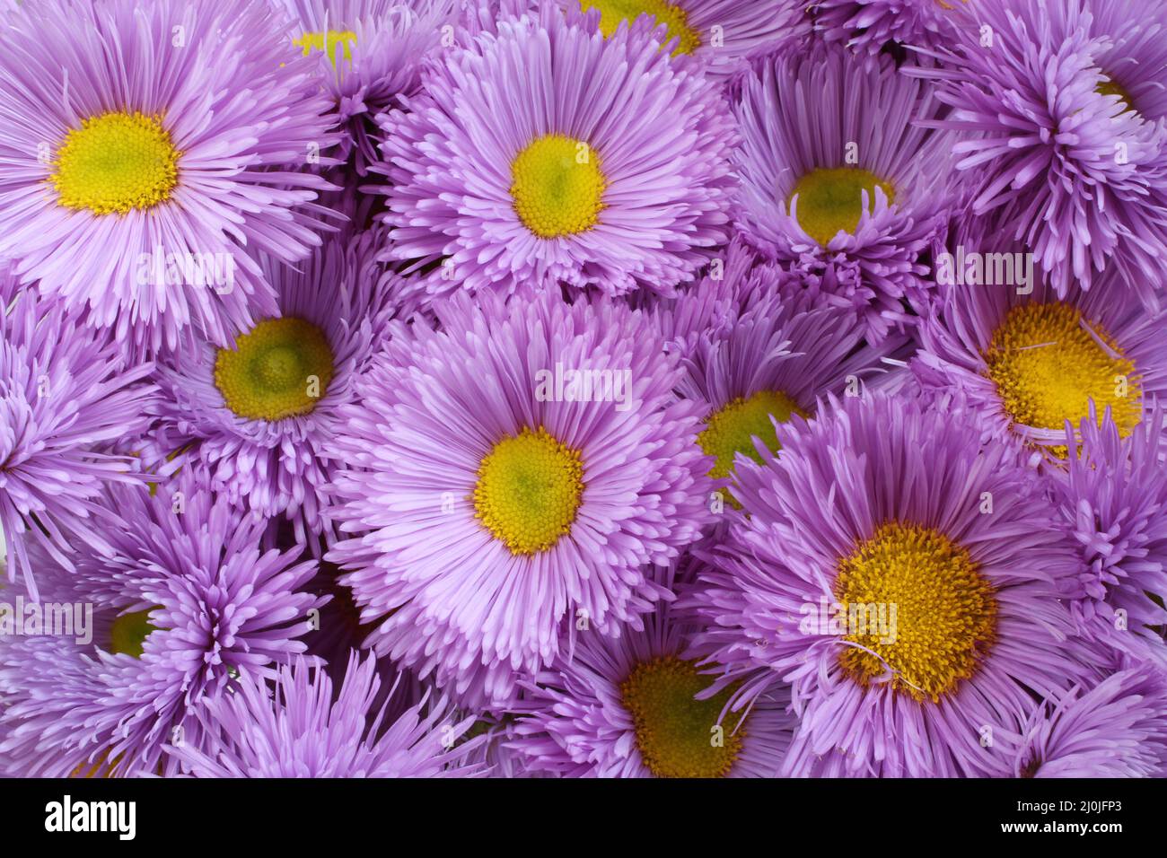 Un bouquet di fiori di crisantemo viola chiaro con nuclei gialli. Primo piano. Foto Stock