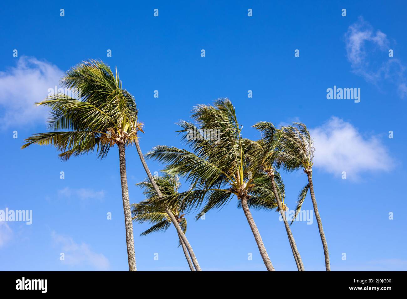 Palme sul cielo blu. Scena della natura estiva Foto Stock