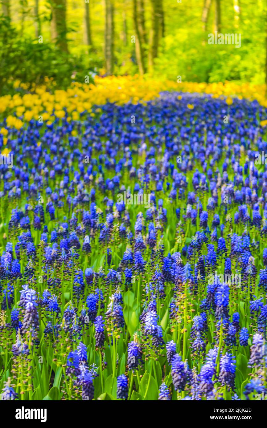 Fioriture blu giacinto di uva e tulipani gialli Keukenhof Paesi Bassi. Foto Stock