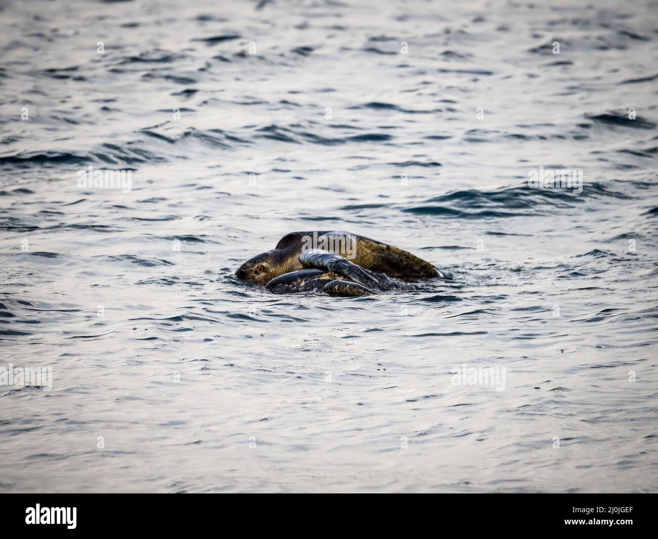 Tartarughe di mare di accoppiamento, Isla Santiago, Galapagos, Ecuador Foto Stock