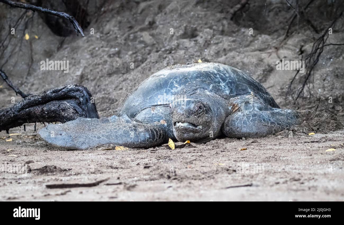 La tartaruga marina inizia il trekking verso il mare dopo aver deposto le sue uova a Isla Santiago, Galapagos, Ecuador Foto Stock