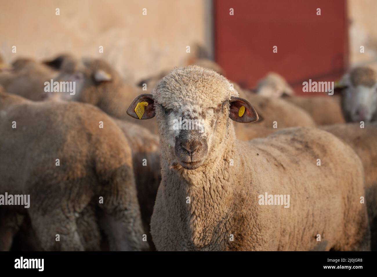pecora gry con capelli lunghi. Ritratto divertente di una pecora. Foto Stock