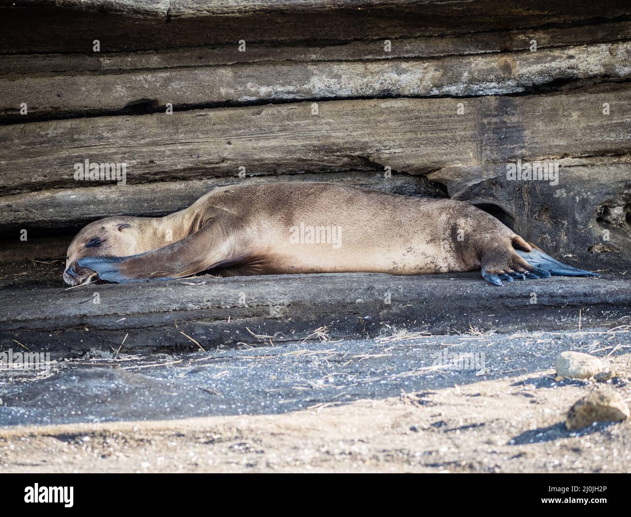 Napping leoni marini, Isla Santiago, Galapagos, Ecuador Foto Stock